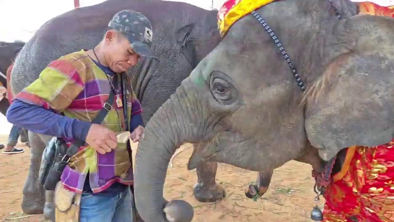 ตรุษจีน มีอังเปา