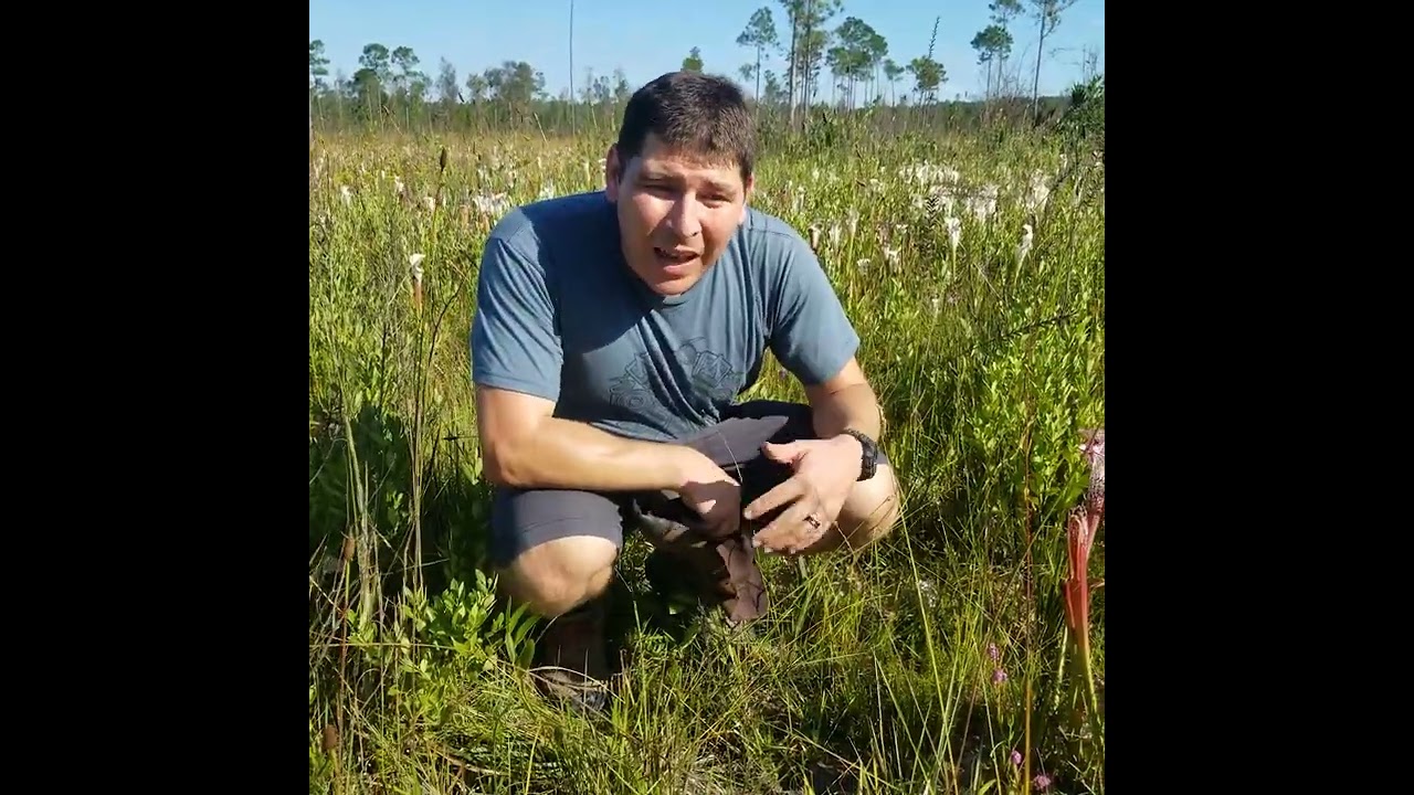 Sarracenia leucophylla soil hydrology in situ