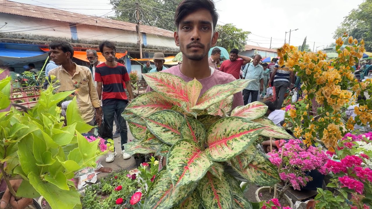 Kolkata Galiff Street Plant Market| Hibiscus Bougainvillea Celosia Plant Price| Best Flowers Forever
