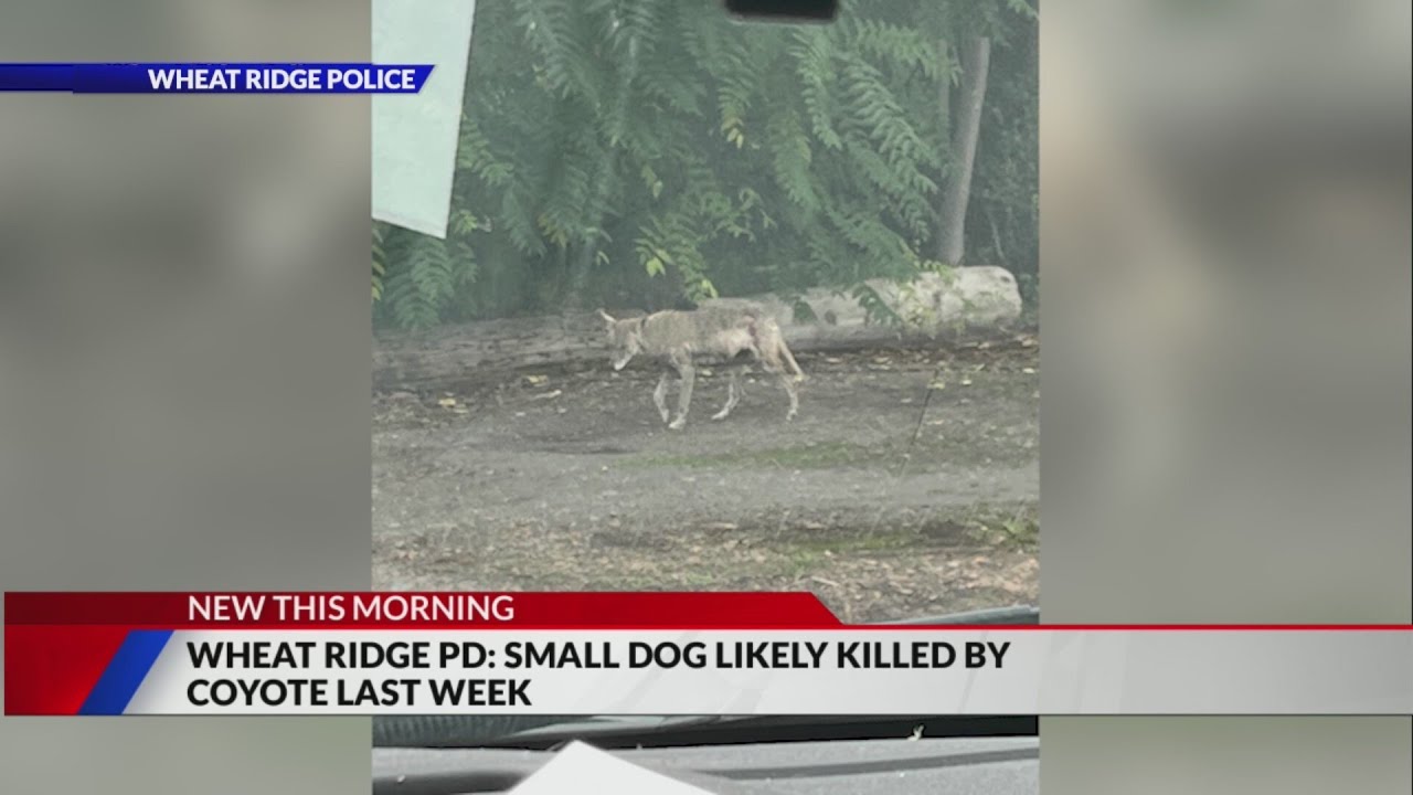 Wheat Ridge police warn residents after dog killed from 'likely coyote activity'