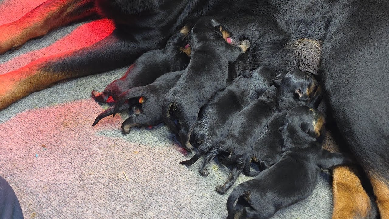 Puppies and future litters dropping this month Raw feeding 