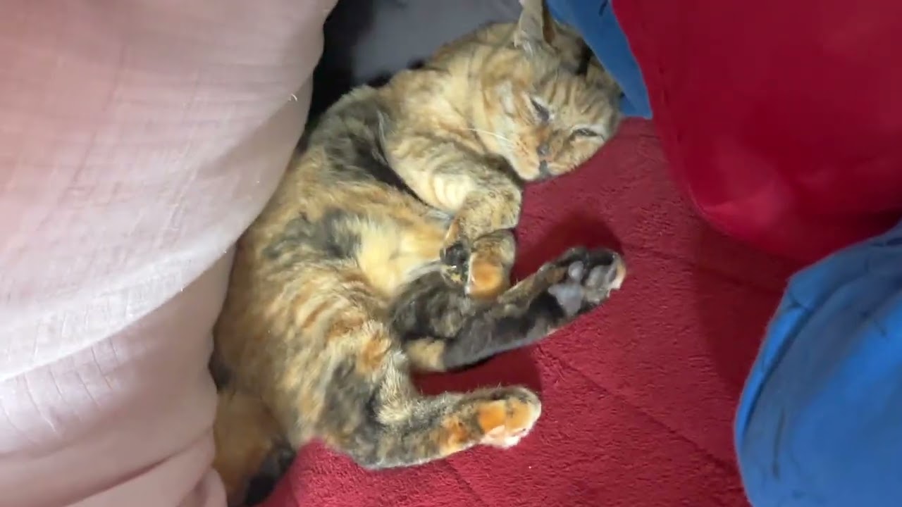 【ねこ日常系】布団から出る気ゼロっす。眠いっす。【猫と日本の庭】