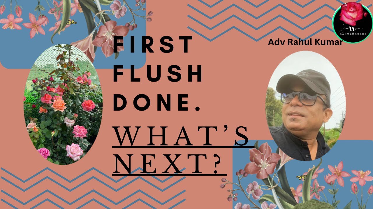 फर्स्ट फ्लश के बाद गुलाब को सेकंड फ्लश के लिए कैसे रेडी  करें / What To Do After First Flush In Rose