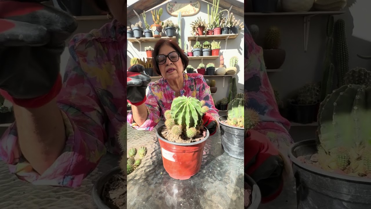 Quitando hijuelos a mis cactus Echinopsis 