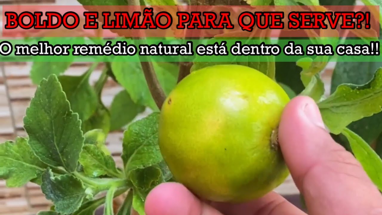 Voc&ecirc; Conhece os Benef&iacute;cios Do Boldo com Lim&atilde;o?
