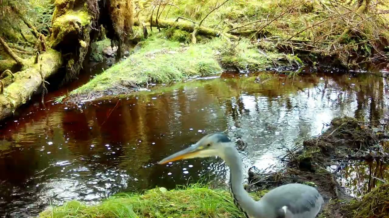 Grey Heron On Patrol Isle of Skye | Trail Cam Footage Of Heron Around Its Favourite Fishing Spots