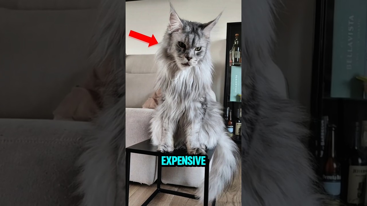 Top 5 Rarest & Most Expensive Cats on Earth!