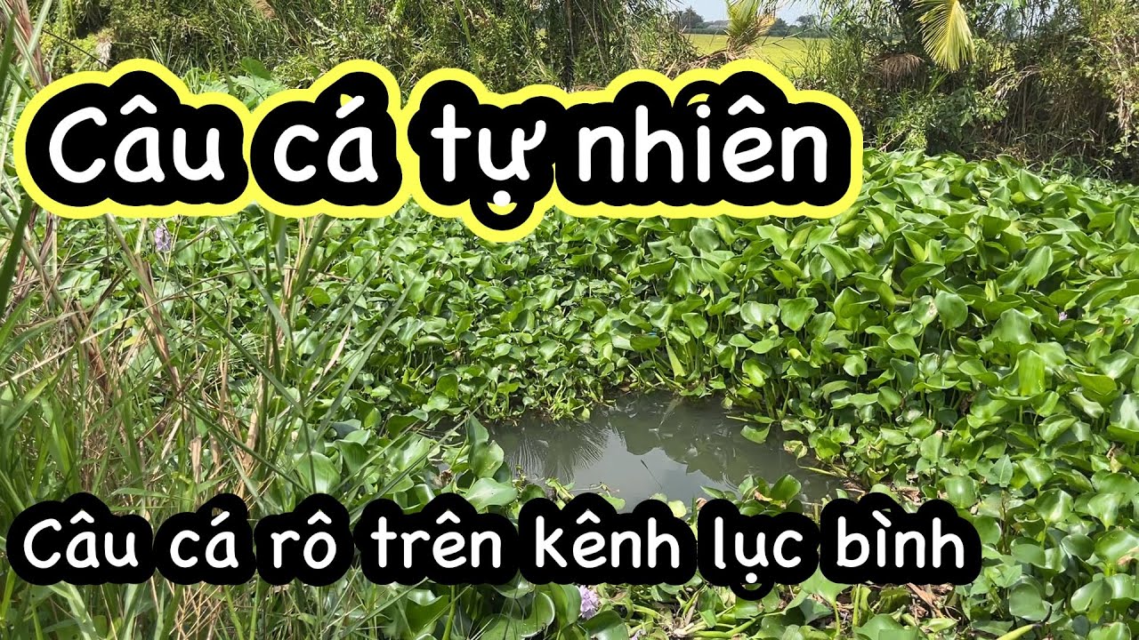 Câu cá tự nhiên đi tìm điểm câu mới trên kênh lục bình || Quang Tv