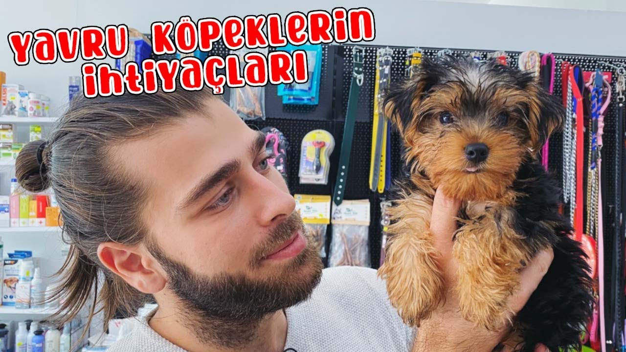 Что покупать при усыновлении собаки! (Потребности щенков) #TheVet