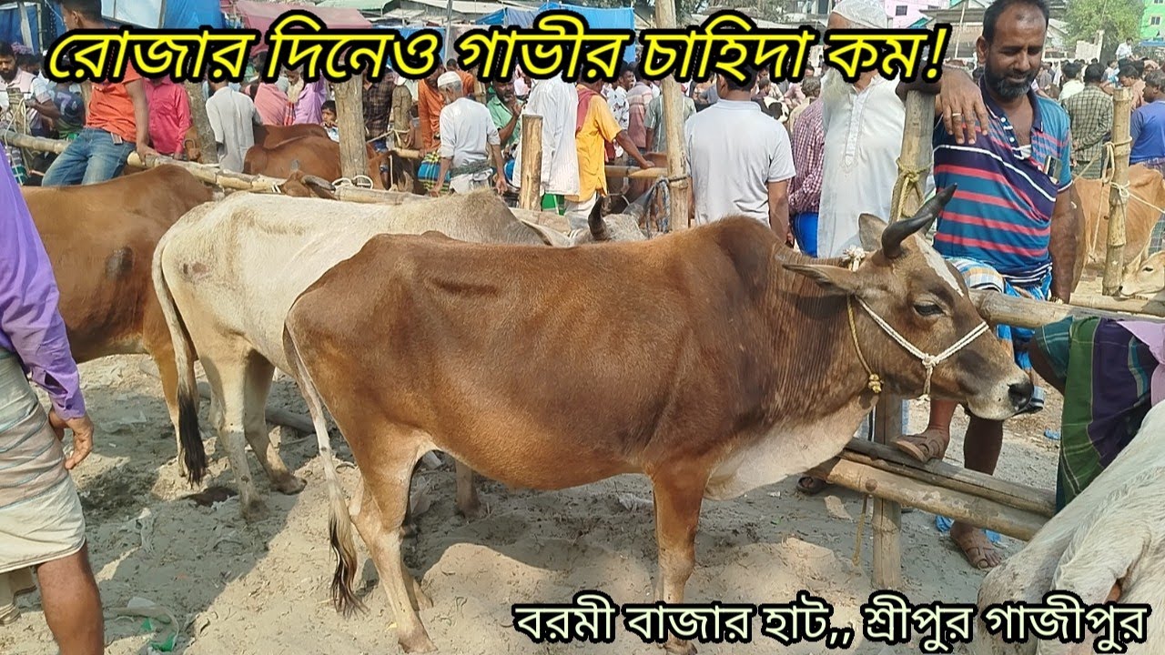রমজান😍 মাসে গাভী ও বাছুর গরুর কেমন চাহিদা দেখুন! বরমী হাট,, cow prices 2026