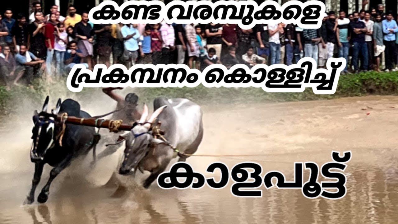 ആവേശ പോര്  | kalapoot | 2023 | kalappot | bull | Race | malapuram | kerala