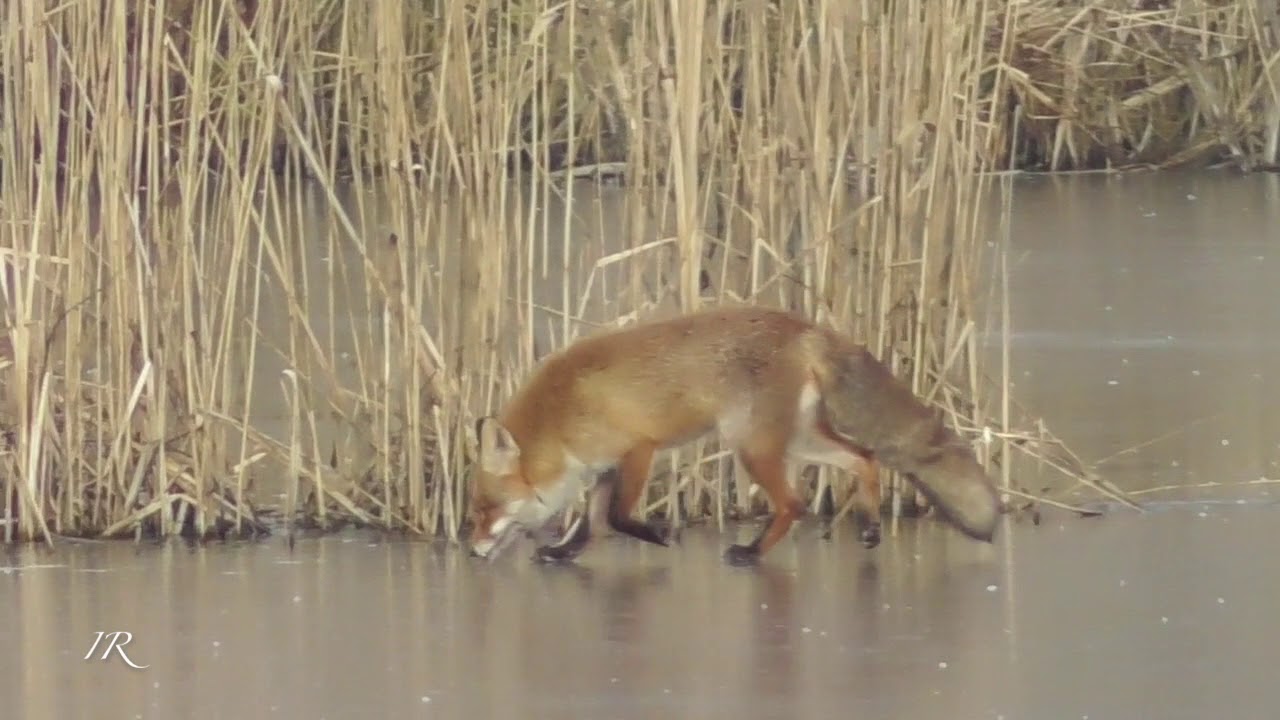 Rotf&uuml;chse in der Ranz (Red fox, Vulpes vulpes - mating season)