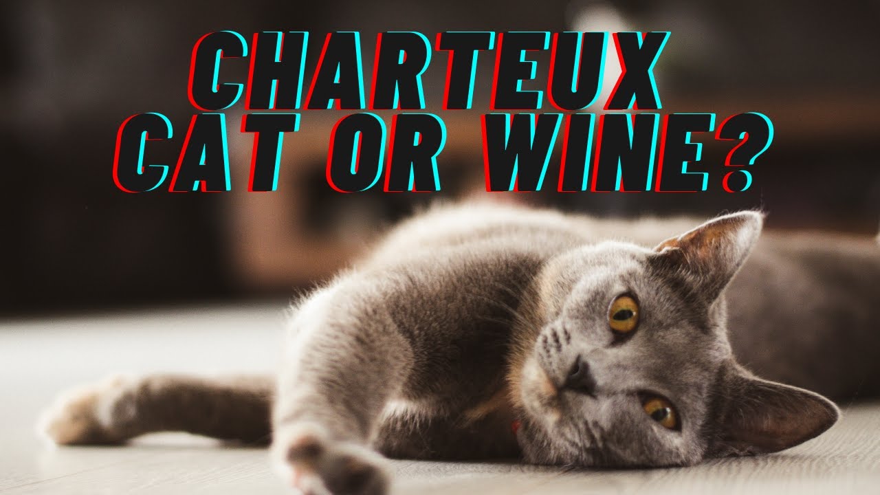 The history and characteristics of the chartreux cat