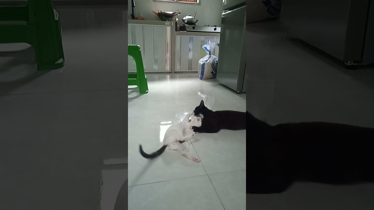 Pagi pagi dulinan kucing