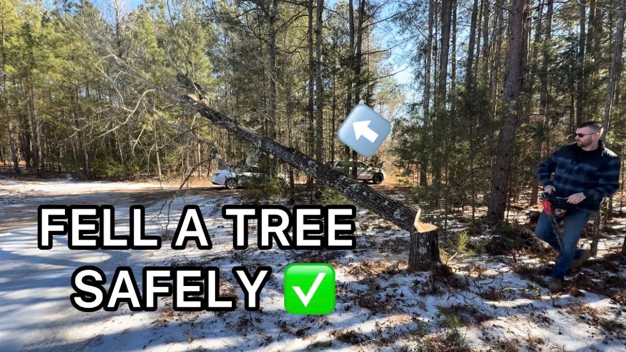 How to Fell a Tree Safely the Proper Way | Step-by-Step Guide