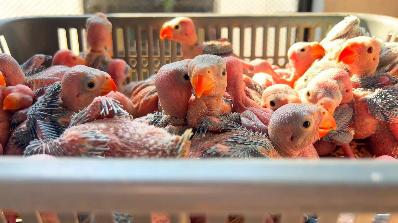 Cute Baby Ringneck Parrot Chick in Nest Box | Ringneck Breeding Update