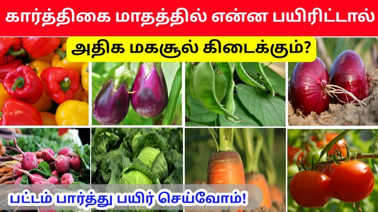 கார்த்திகை பட்டம் என்ன பயிரிடலாம்? | பட்டங்களும் பயிர்களும் | karthigai pattam vivsayam | விவசாயம்