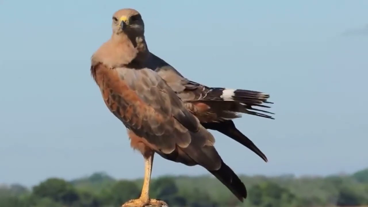 𝐀𝐯𝐞𝐬 𝐝𝐞 𝐕𝐞𝐧𝐞𝐳𝐮𝐞𝐥𝐚 - 𝐀𝐯𝐞 𝐝𝐞 𝐁𝐚𝐫𝐢𝐧𝐚𝐬. Gavilán pita venado (𝘉𝘶𝘵𝘦𝘰𝘨𝘢𝘭𝘭𝘶𝘴 𝘮𝘦𝘳𝘪𝘥𝘪𝘰𝘯𝘢𝘭𝘪𝘴).