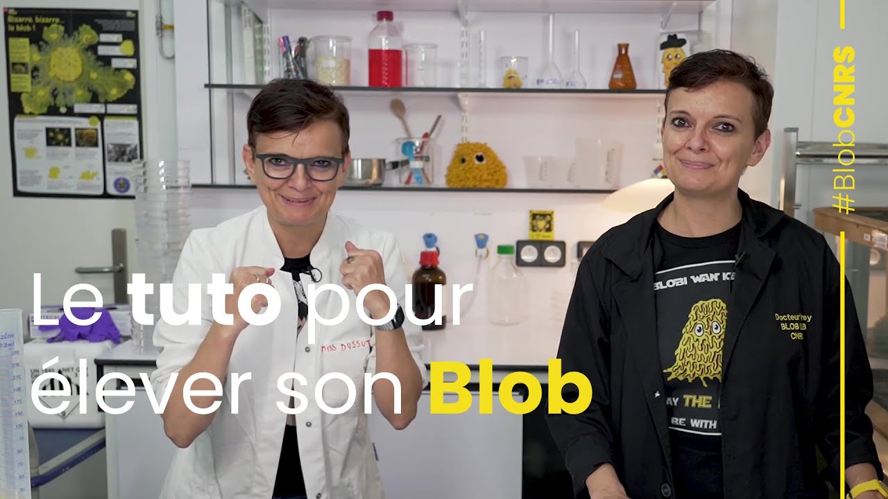 Comment élever un blob ? | Derrière le blob, la recherche