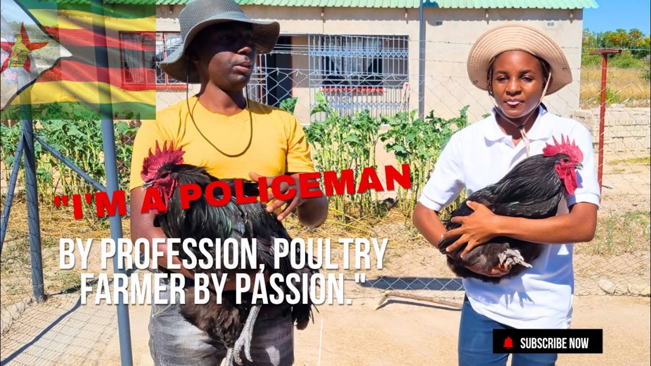 How a POLICEMAN is making thousands of dollars 💵 with brahma chickens deep in the Zimbabwean rurals