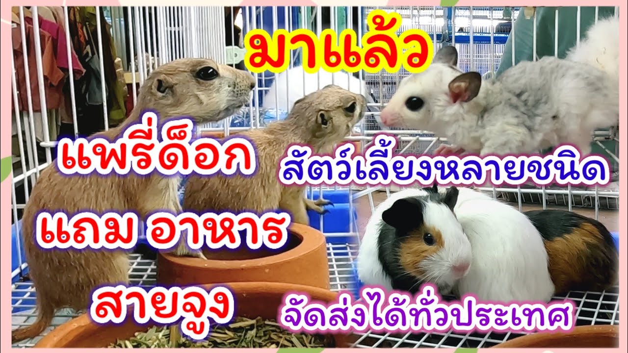 แพรี่ด็อกมาแล้ว รอบแรกของปี พร้อมอัปเดตราคาสัตว์เลี้ยงอีกมากมาย กรง อาหารครบ ร้านไอซ์ มีนบุรี