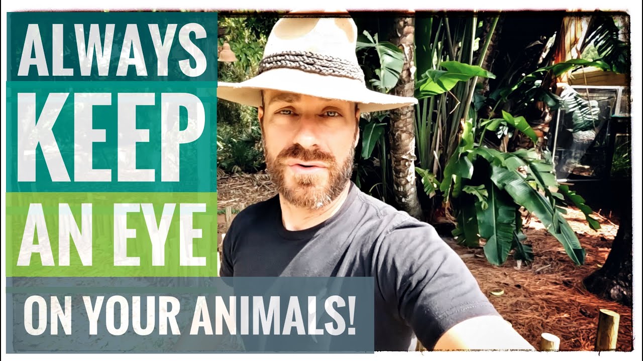 Interesting Aldabra Behavior & Radiated Eggs!