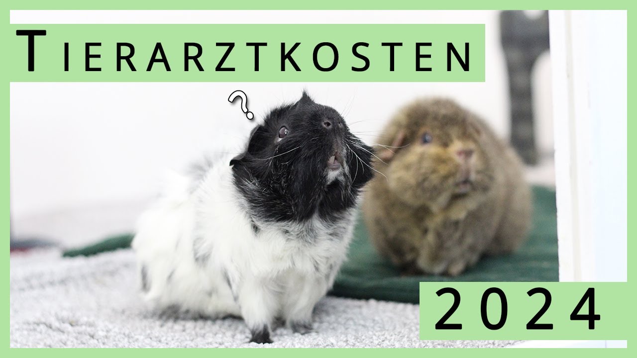 unsere Tierarztkosten 2024 mit 4 Meerschweinchen 💰