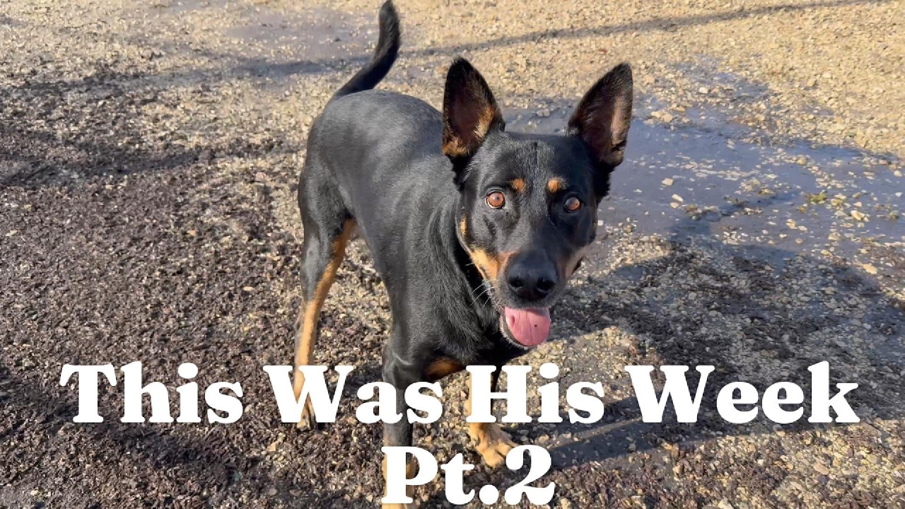 This Was His Week