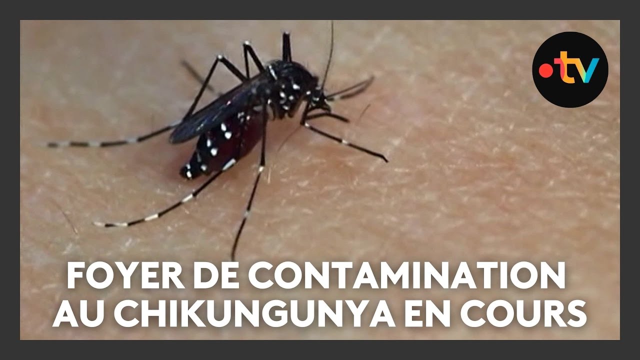 Nouveau foyer de contamination au chikungunya en cours dans les Bouches-du-Rhône