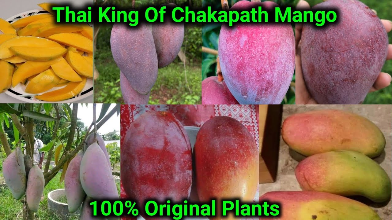 Top Mango Verity | Thai King Of Chakapath Mango | thai king of chakapat  |चाकापत आम का थाईलैंड राजा|