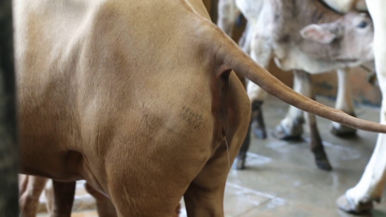 Cow Urine and their Benefits