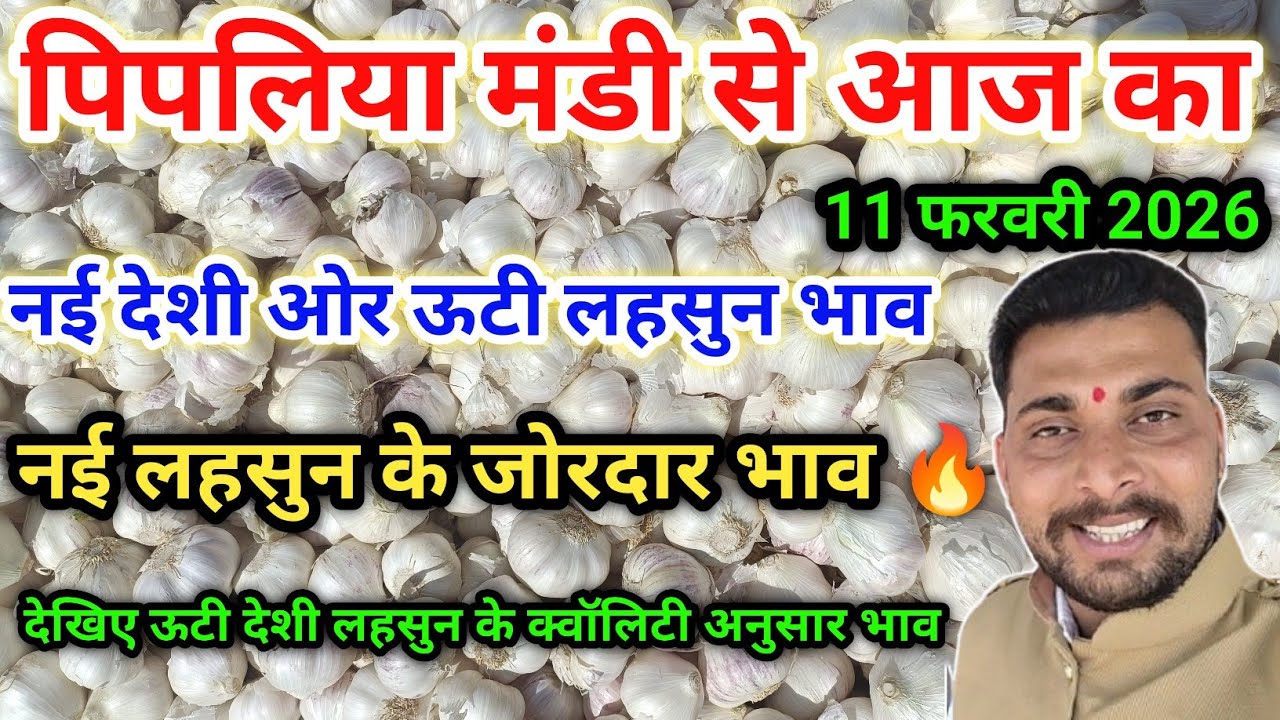 नई देशी ऊटी लहसुन भाव पिपलिया मंडी New Garlic Price Today Pipliya MandiFebruary 11, 2026