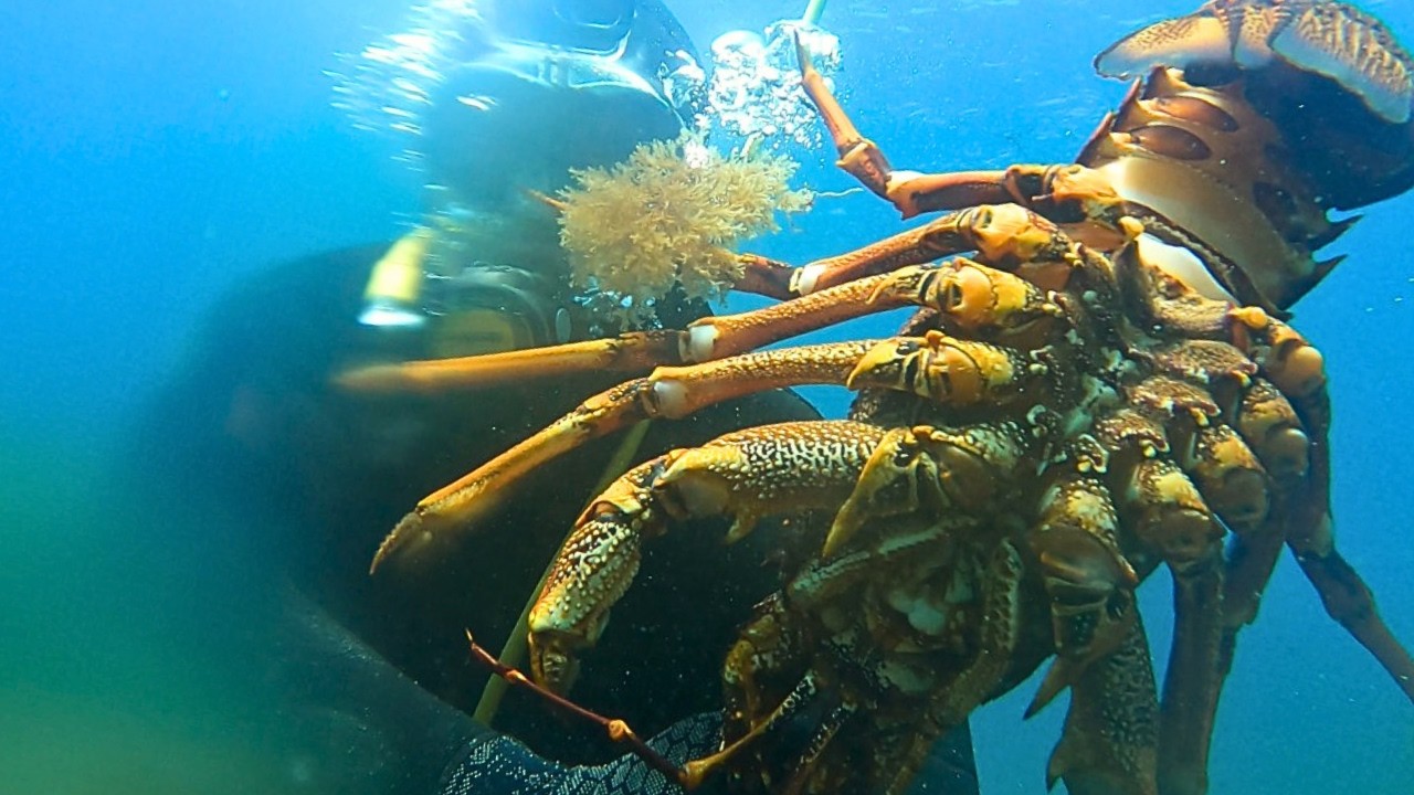 I Didn’t Expect This on a Dive… Sea Dragons & a Monster Cray