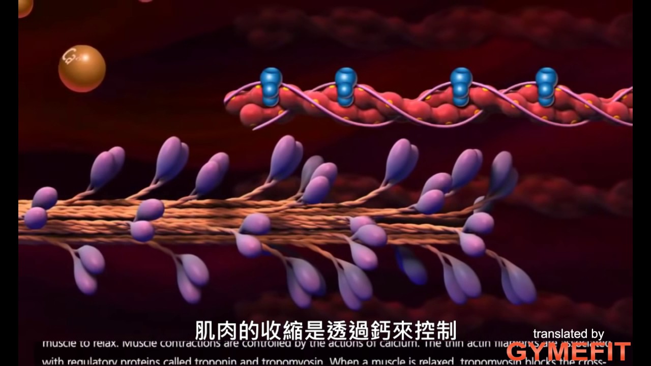 [影片翻譯] 肌肉收縮的機制 (Mechanism of muscle contraction)