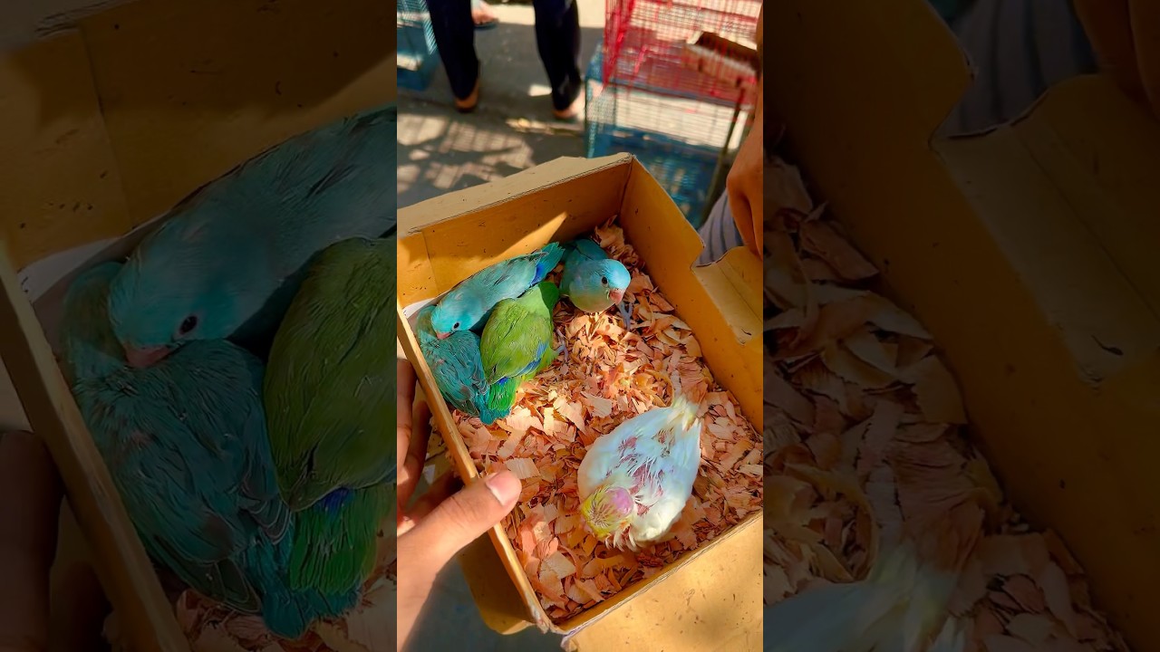 হাটে এসেছে ফরপাচ পাখির বাচ্চা #ফরপাচ #birds #parrot