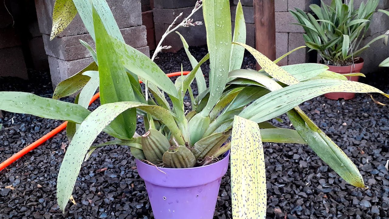Oncidium na pedra brita
