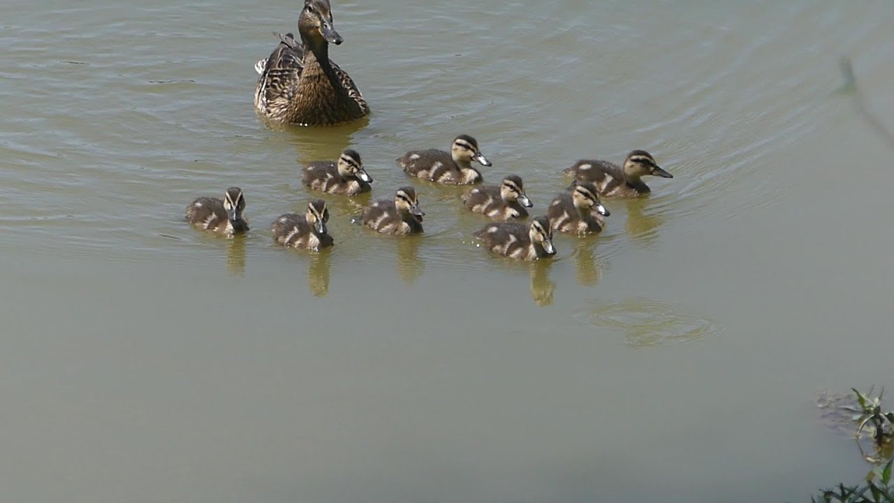 The 9 (Part 2) - Potential dangers the ducklings face on the lake the first couple of weeks.
