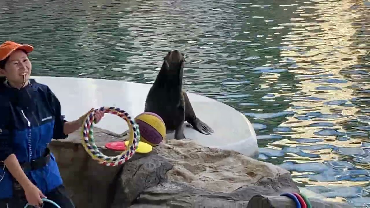 カリフォルニアアシカのコジロー