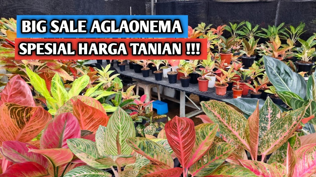 Big sale aglaonema, spesial harga tanian ekonomis