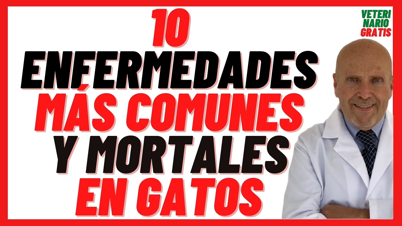 🔴 Las 10 Enfermedades más Comunes y Mortales en los Gatos 🔴Que Enfermedades Tienen los Gatos Caseros