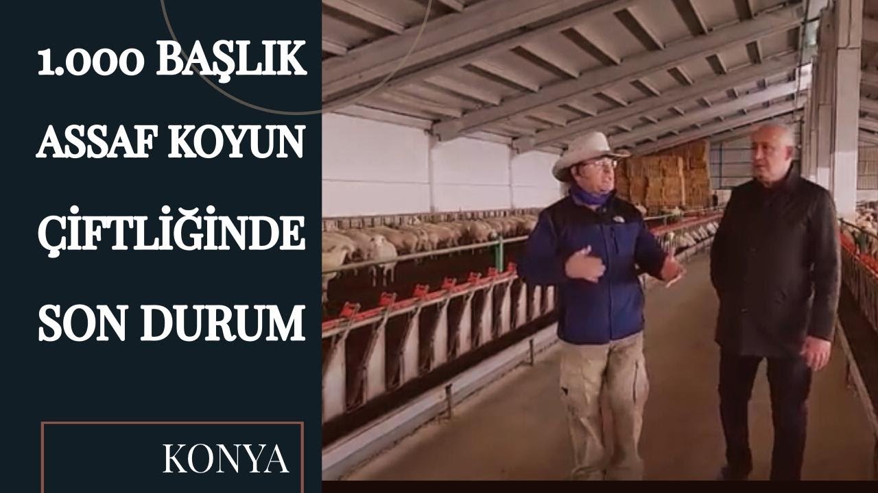Assaf Çiftliğinde Son Durum | Biste 1000 Başlık Assaf Süt Çiftliği | Konya Karatay