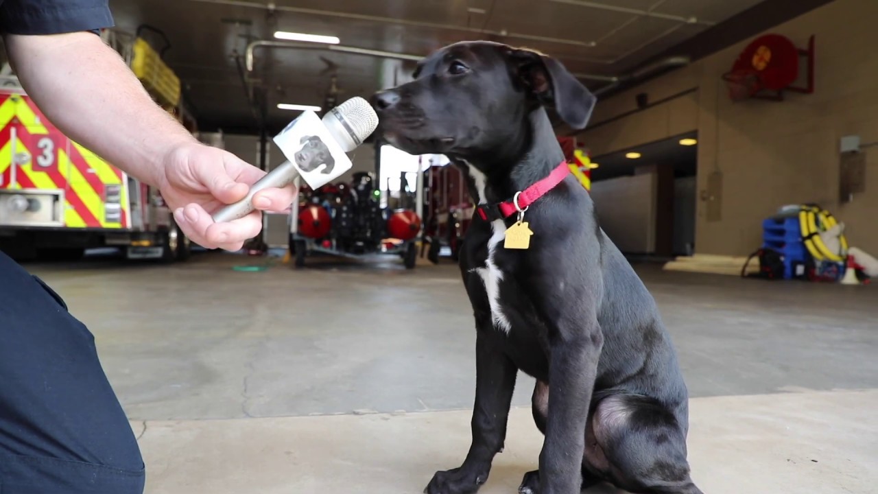 Meet Axel, the Bridge Street Fire Station Dog