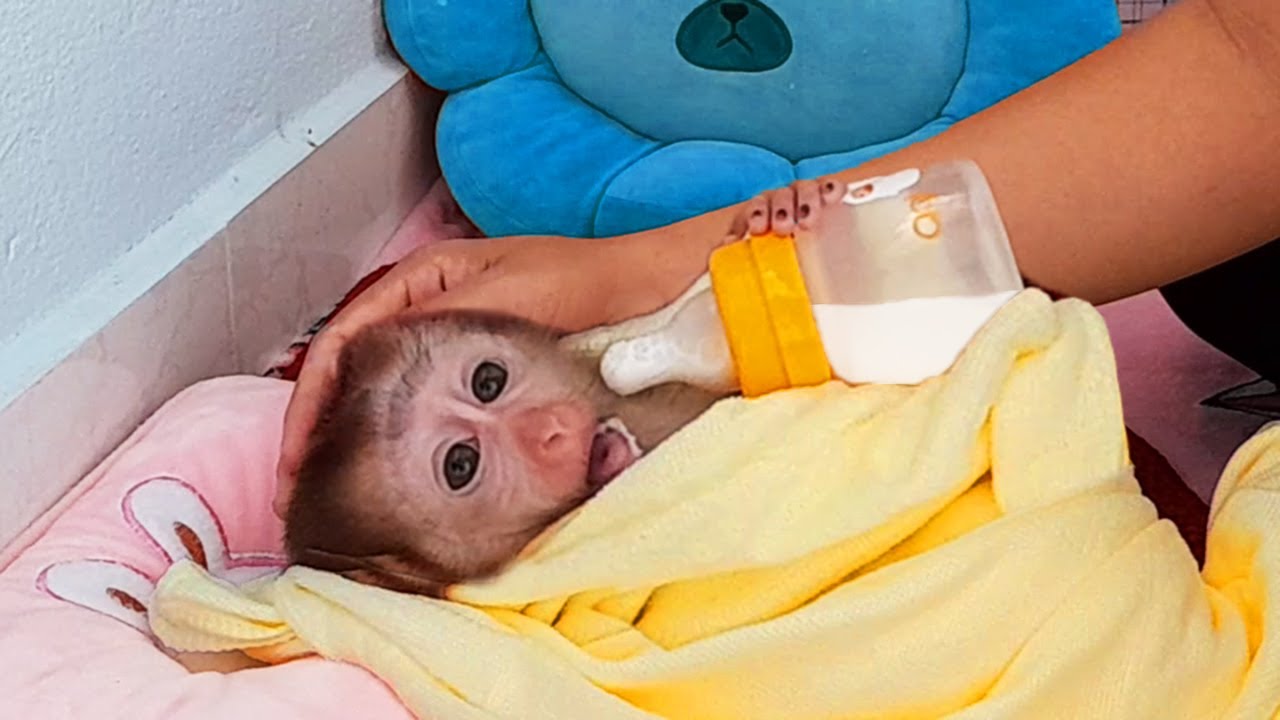 Mother does personal hygiene and gives baby monkey Lyly milk to drink!