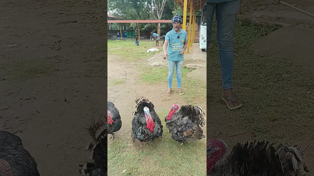 TURKEY KOLI AT CHOWDIKATTE SHIVAYOGA FARM | ತೋಟದ ಮನೆಗಳಿಗೆ ಬಹೋಪಕಾರಿ ಟರ್ಕಿ ಕೋಳಿ #Turkeykoli #Chicks
