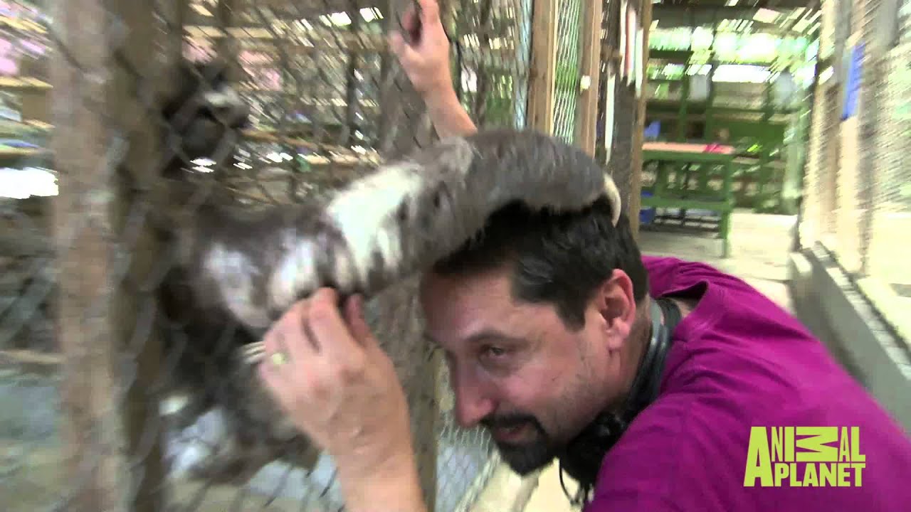Man gets a good old scratch from a sloth for 'Meet The Sloths'