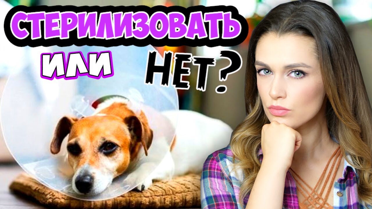 СТЕРИЛИЗАЦИЯ СОБАК - ЗА и ПРОТИВ | Буду ли я стерилизовать своих собак?