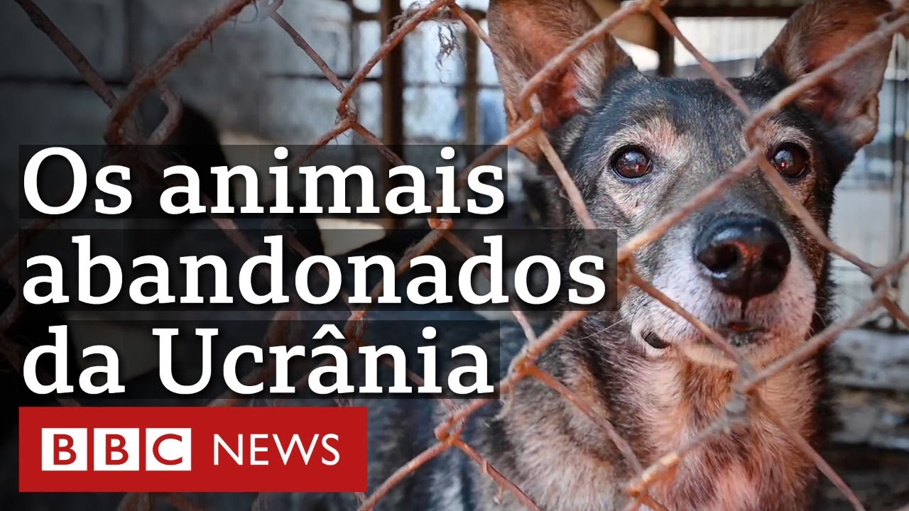 Os animais de estimação deixados para trás na guerra na Ucrânia