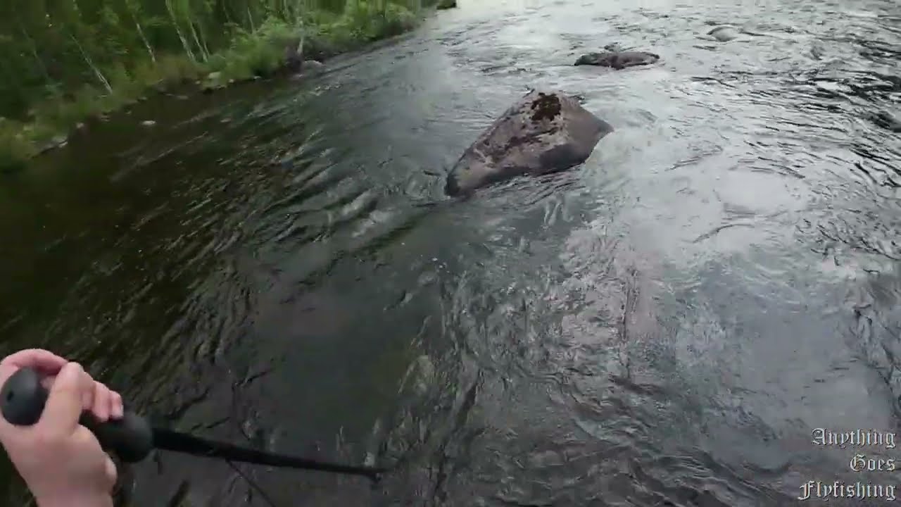 Flugfiske i Byskeälven 2025 06 22