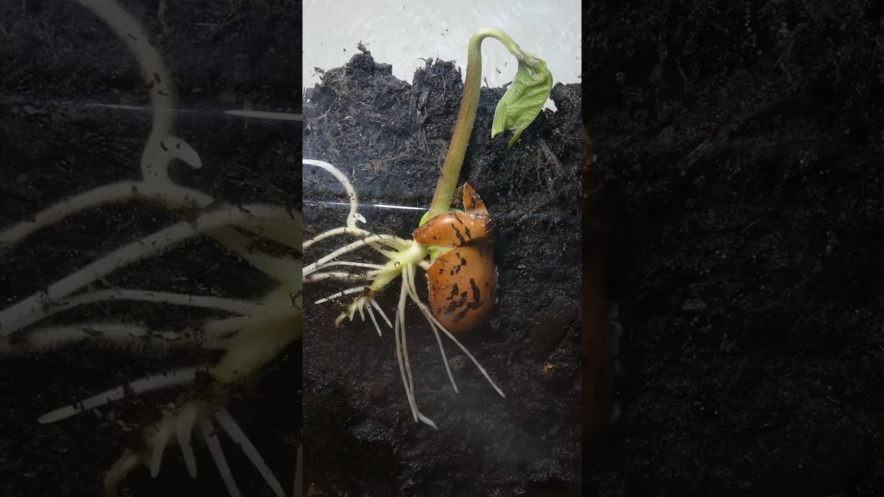 Germination