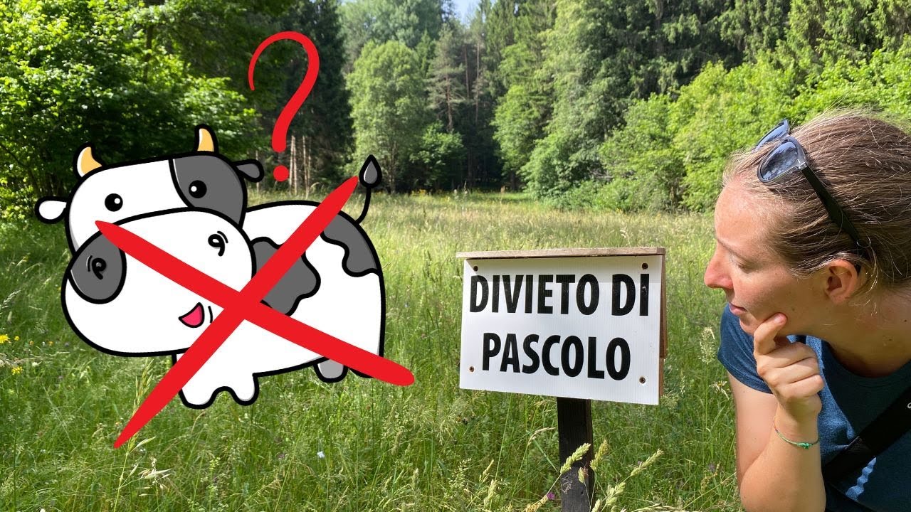 PRATO vs PASCOLO: cosa succede se un prato viene pascolato?